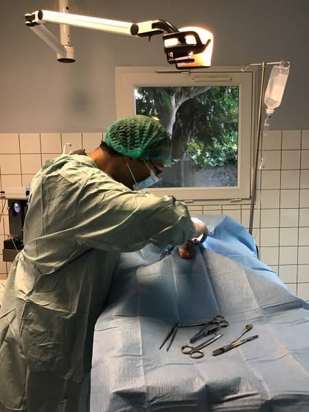 chirurgie en urgence vétérinaire saint-valery-en-caux