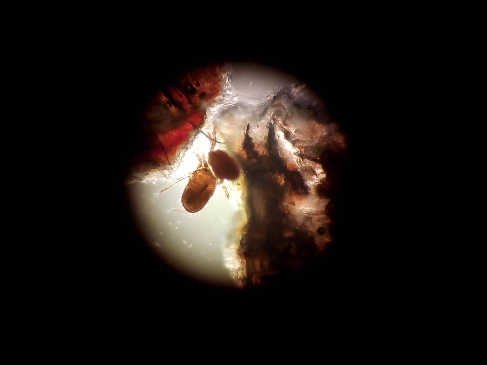 Dermatologue pour animaux vers Veules-les-Roses près Angiens