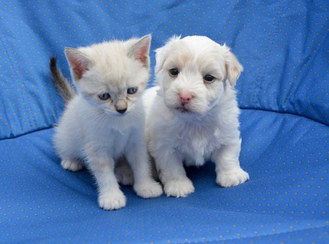 Prix d'une échographie pour chien à à Saint-Valery-en-Caux (76460), en Normandie