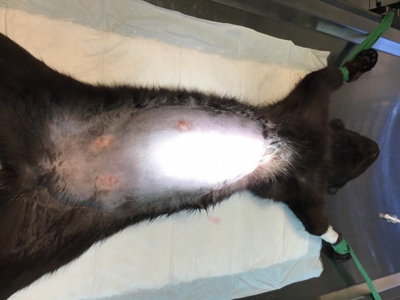 L'ovariectomie de la chatte ou stérilisation chirurgicale de la chatte