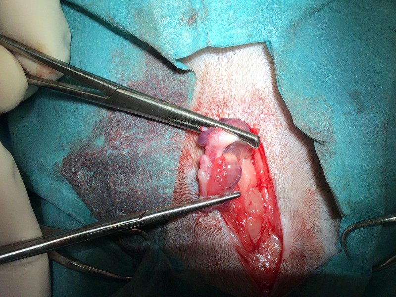 L'ovariectomie de la chatte ou stérilisation chirurgicale de la chatte