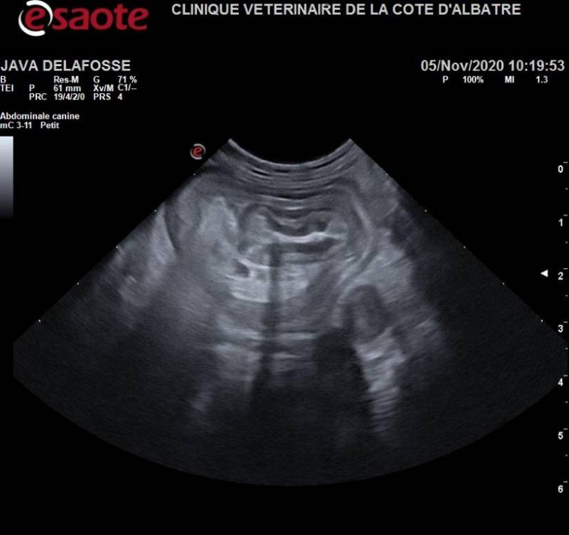 invagination echographie chien dieppe