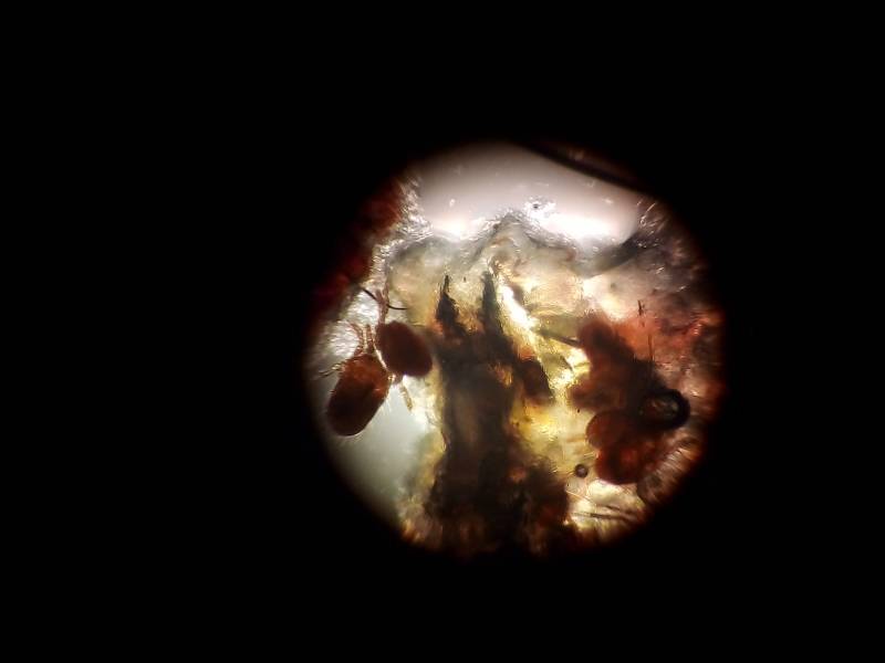 trombiculose  dermatite chien chat