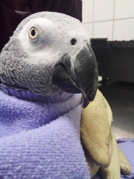 problème bec perroquet 