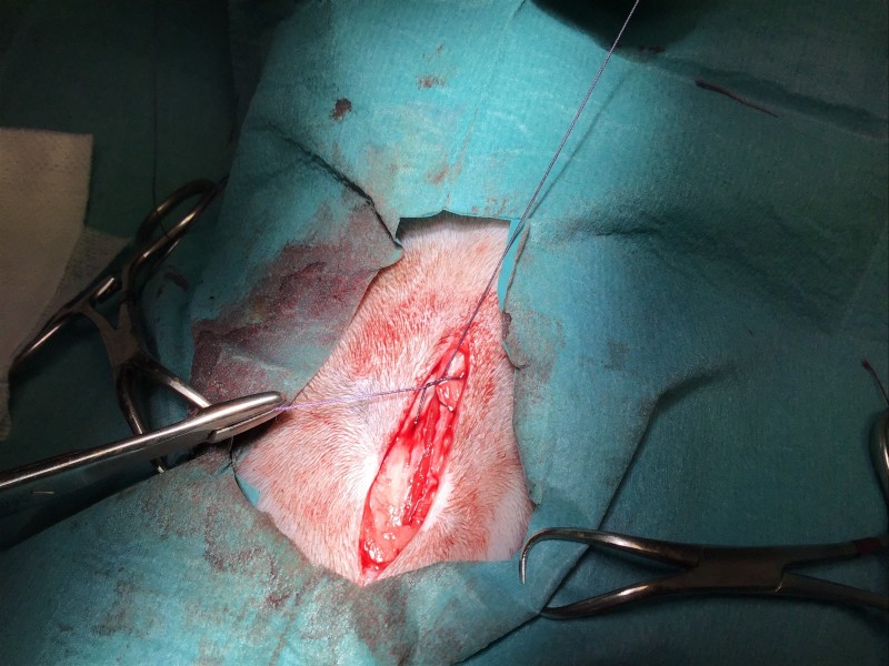 L'ovariectomie de la chatte ou stérilisation chirurgicale de la chatte