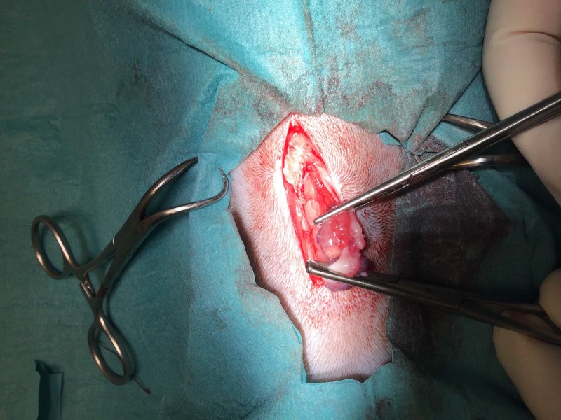 L'ovariectomie de la chatte ou stérilisation chirurgicale de la chatte