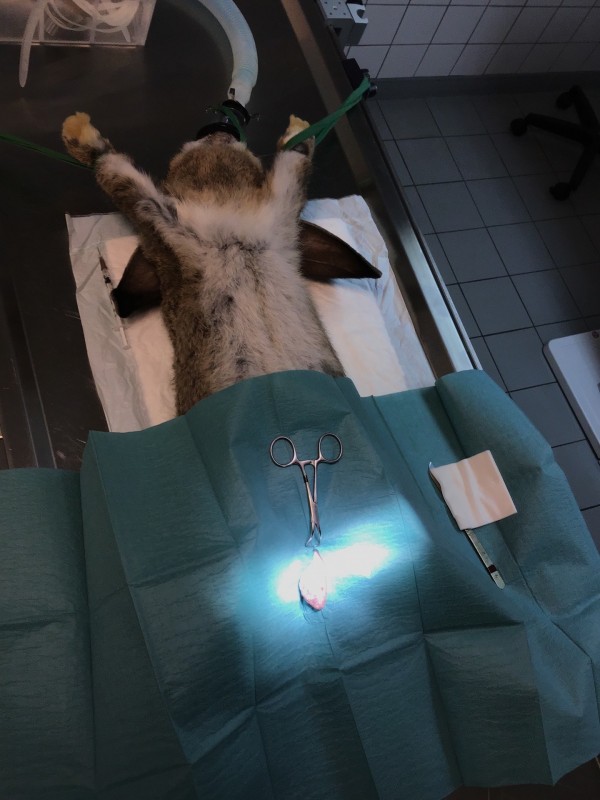 Castration du lapin