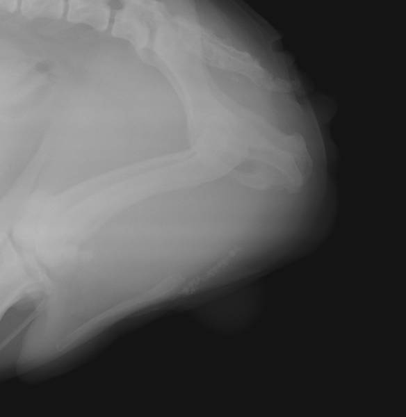 urètre bas obstrué par des calculs en amont du pénis