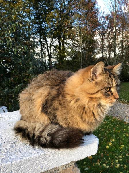 Médecine vétérinaire préventive