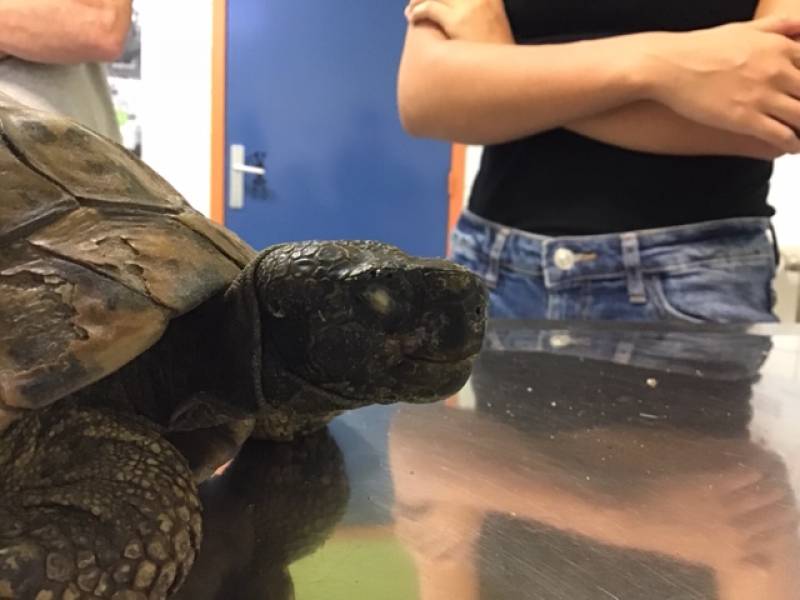 tortue saint-valery-en-caux