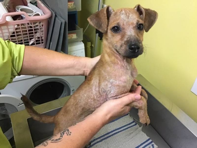 Recherche clinique vétérinaire en intervention en urgence à domicile proche Veules les Roses