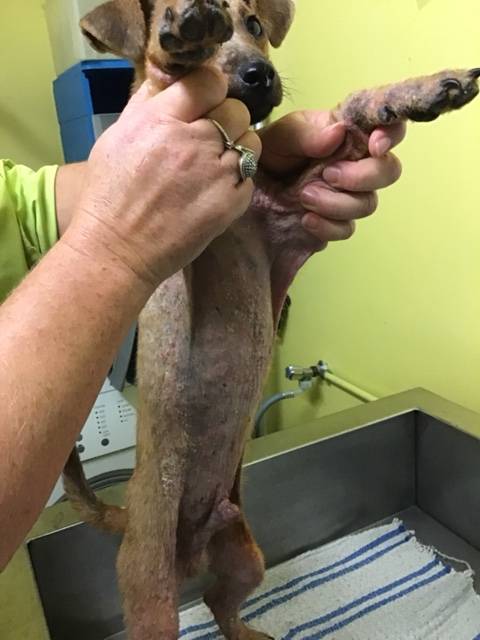 dermatologie canine saint-valery-en-caux