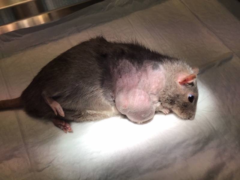 Clinique vétérinaire pour NAC nouveaux animaux de compagnie proche Veules les Roses