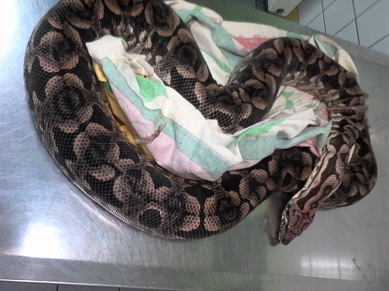 nouveau animaux de compagnie serpent proche saint valery en caux