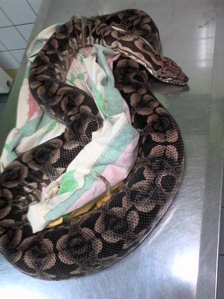 serpent saint-valery-encaux