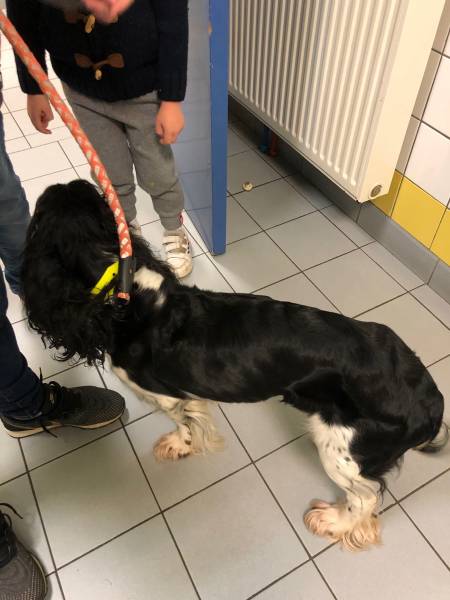 amaigrissement corps étranger digestif chien saint Valery en  caux