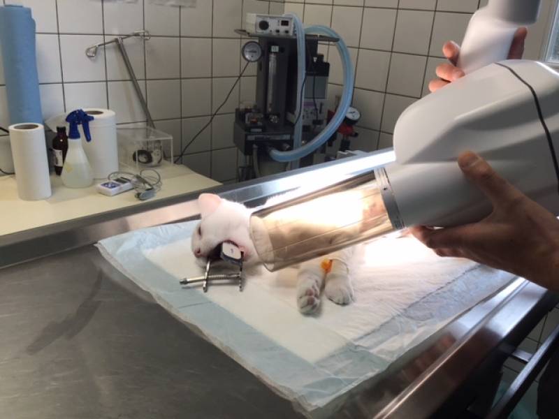 radiographies dents chats chiens 76