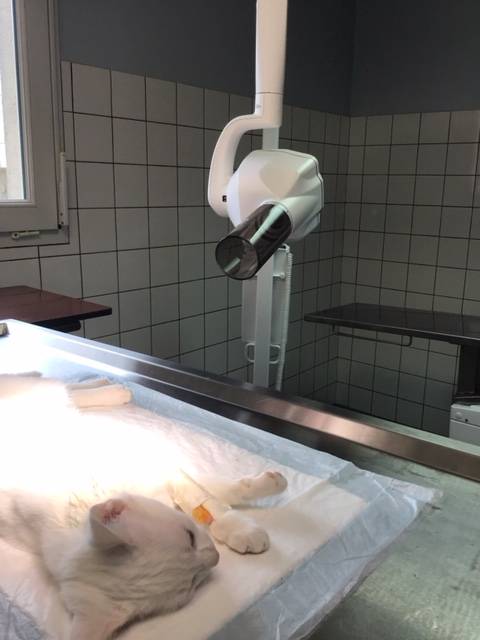 radiologie dentaire chien chat nacs