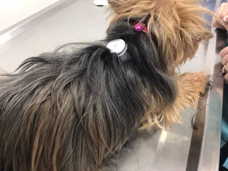 dispositif free style diabete chien chat