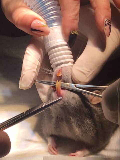 taille incisives rat 