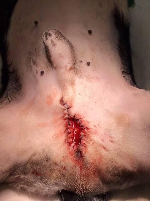 urètrostomie pratiquée à saint valery en caux