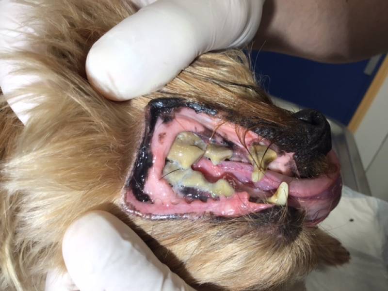 infections dentaires paradontite grave chien