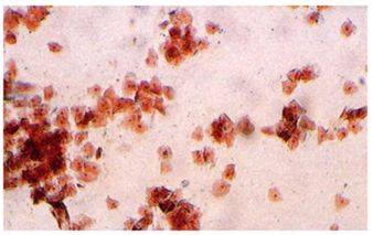 frottis vaginal chienne en chaleur