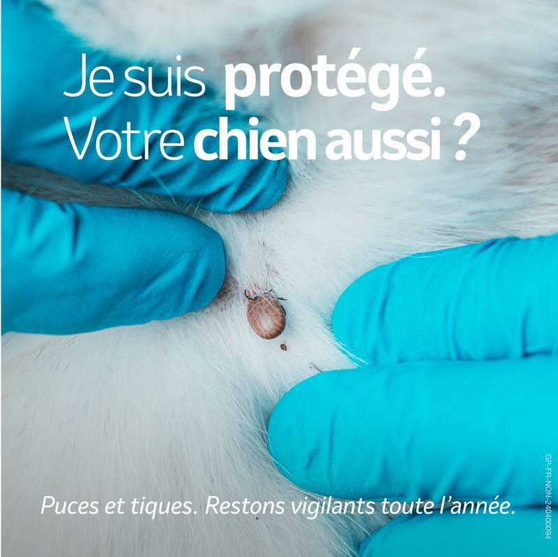 injection antipuces antitiques chien