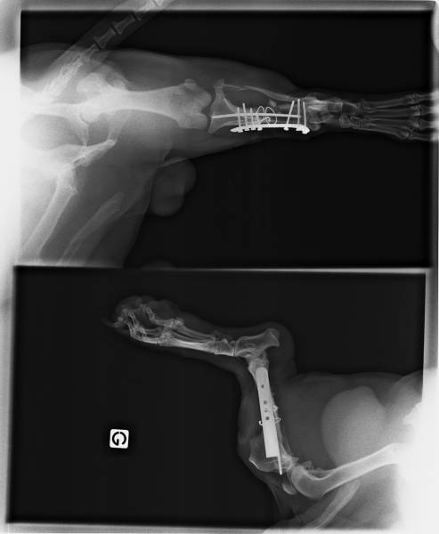 ou faire operer mon animal domestique proche saint valery en caux 76460