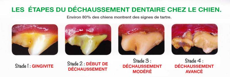 mauvaise haleine chien chat