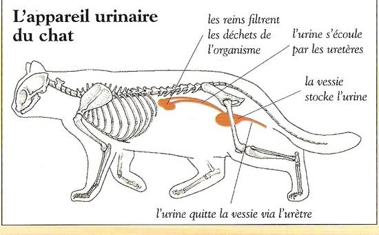 insuffisance rénale chat proche proche saint valery en caux