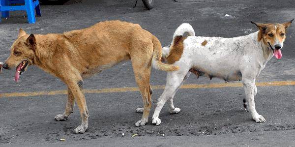 reproduction chienne saint valery en caux