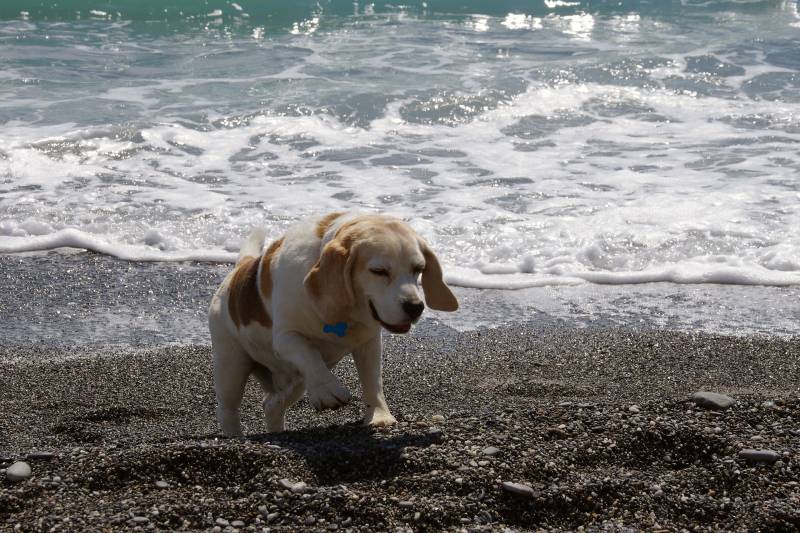 arthrose chien nouveautés
