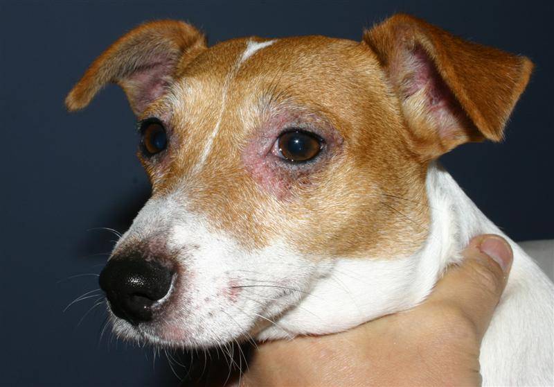 depilation yeux atopie chien saint-valery-en-caux