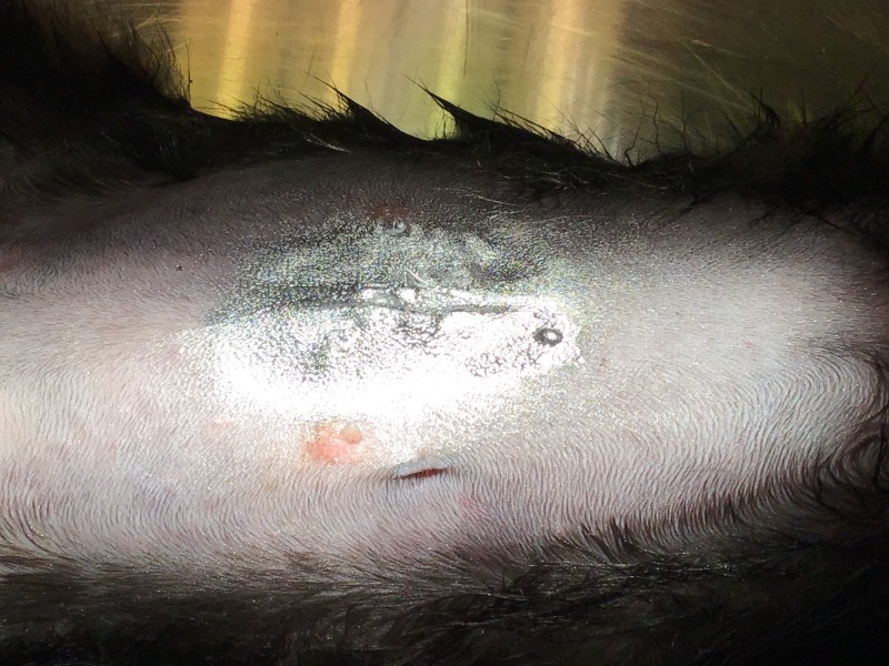 L'ovariectomie de la chatte ou stérilisation chirurgicale de la chatte