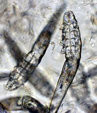 parasite cutané chien chat saint valery en caux