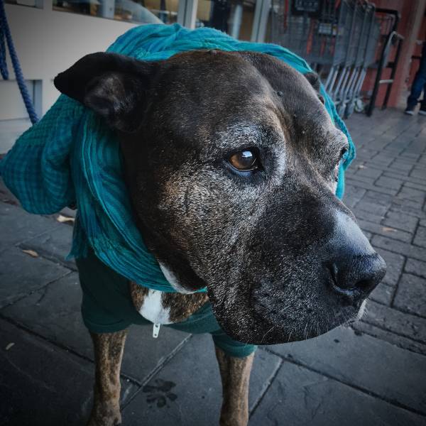 injection arthrose pour chien proche dieppe