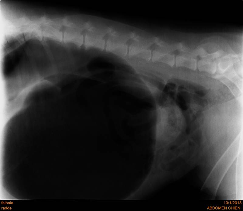 urgence chien proche saint valery en caux