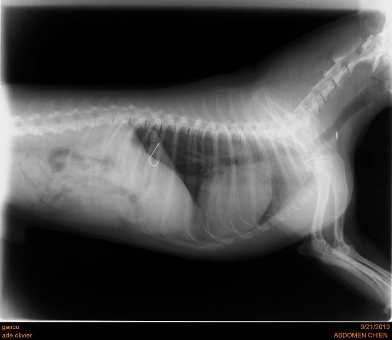 hameçon estomac chien saint-valery-en-caux