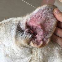 otite chien saint valery en caux