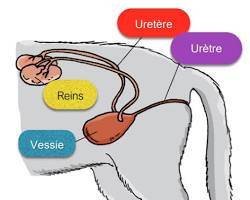 reins chats chiens