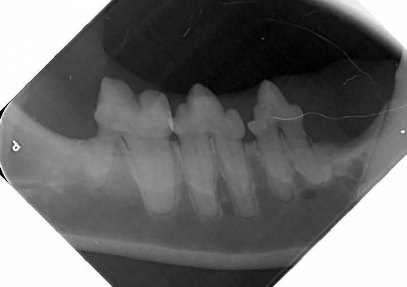 machoire inférieure chat  seine maritime