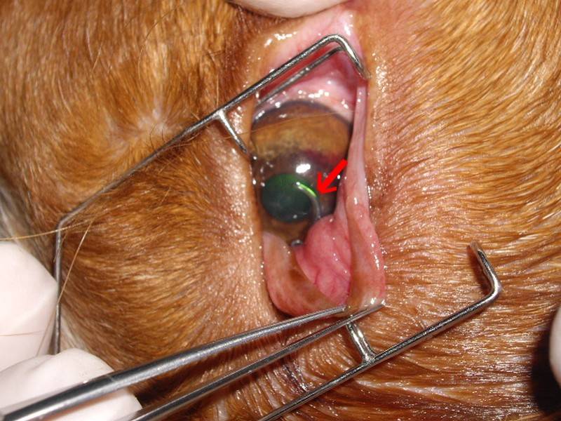 thélaziose oculaire proche veules les roses