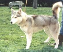 Elevage du Val de la Durdent