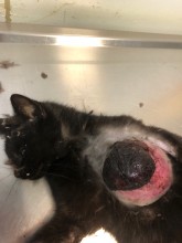 Notre zone d'activité pour ce service Vétérinaire spécialiste en reproduction animale proposant suivi complet, insémination artificielle et gestion des cycles reproductifs