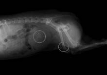 Notre zone d'activité pour ce service Où acheter médicament vétérinaire sans ordonnance