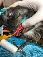 Notre zone d'activité pour ce service Tarif d'une consultation vétérinaire