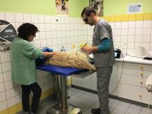 Notre zone d'activité pour ce service Prix d'une consultation avec un dermatologue et allergologue pour chien et chat