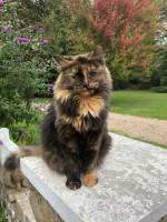 Notre zone d'activité pour ce service Prix d'une échographie pour chien à