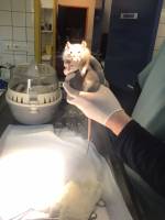 Notre zone d'activité pour ce service Vétérinaire spécialiste en reproduction animale proposant suivi complet, insémination artificielle et gestion des cycles reproductifs